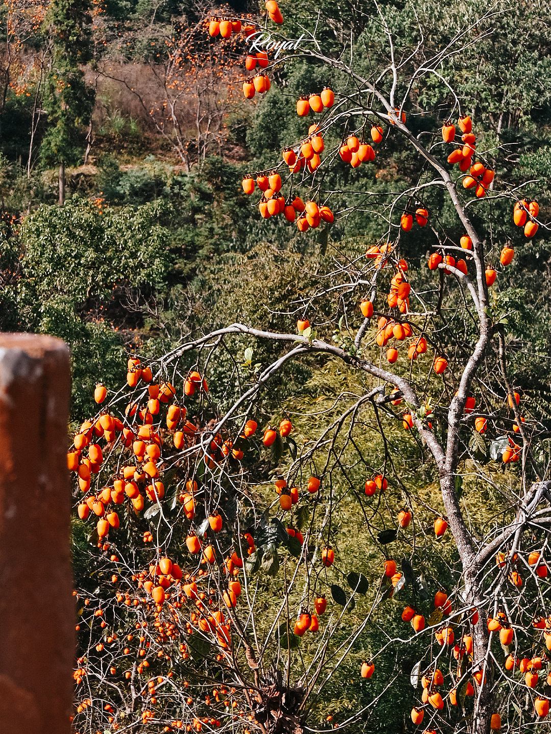 东炉柿子林（图ZMzU3NTU5NzEy） - 风光摄影 - 站酷设计师是你熊哥原创素材 - 站酷ZCOOL
