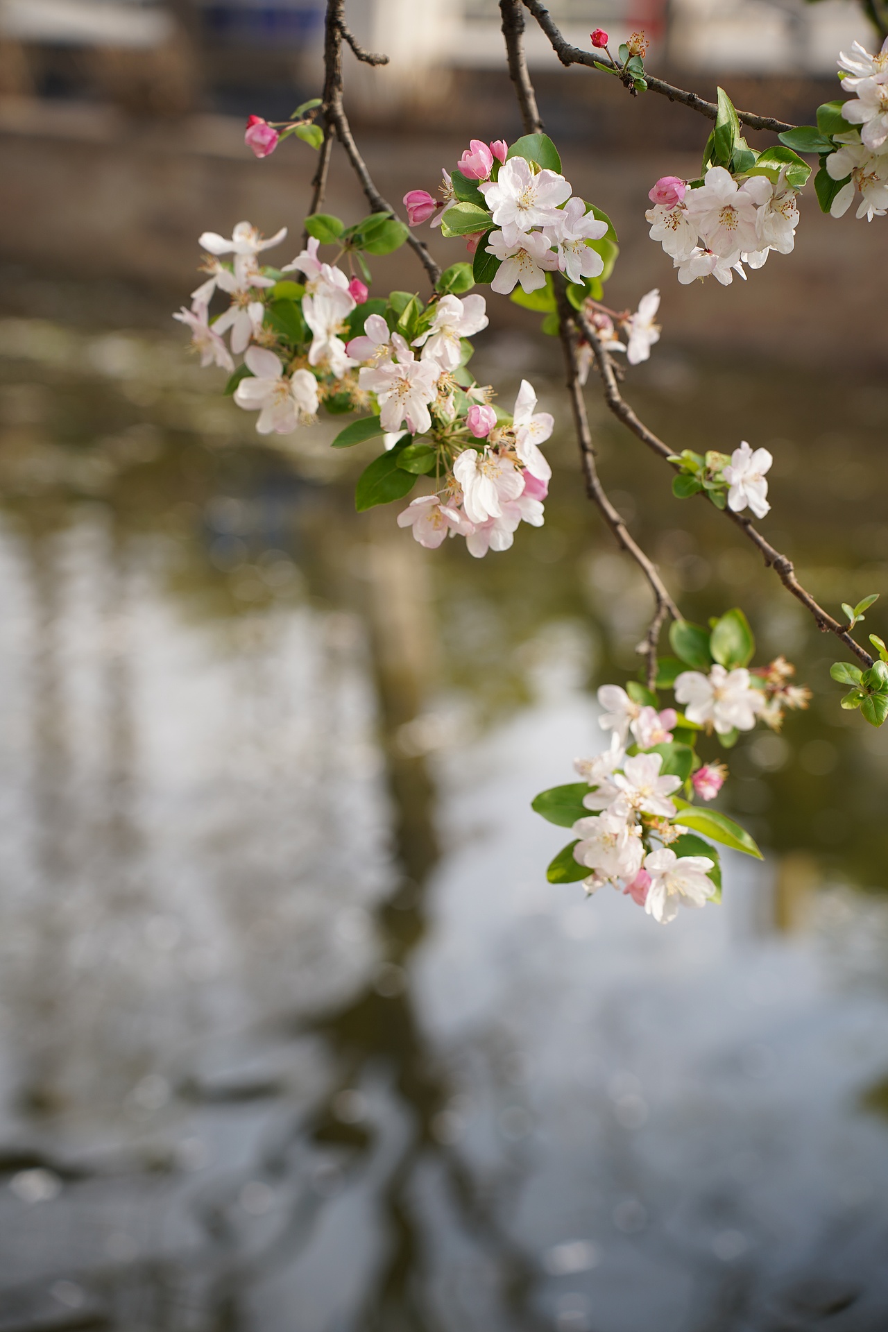 南京莫愁湖公园