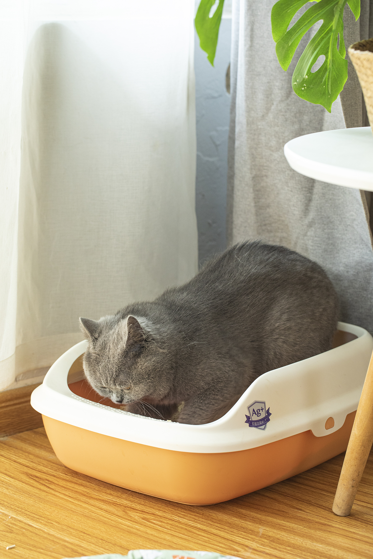 一只蓝猫上厕所的全过程