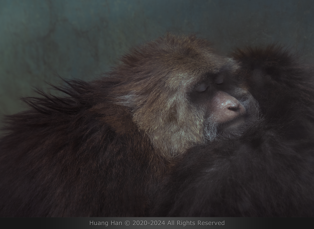 《无题》（图ZMzYwMjAzMzQ0） - 宠物摄影 - 站酷设计师HuangHan1920原创素材 - 站酷ZCOOL