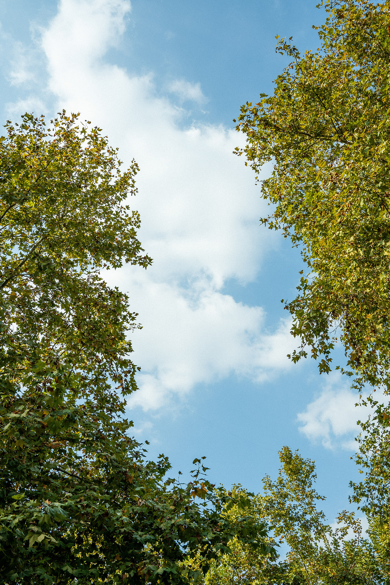 我在西湖很想你