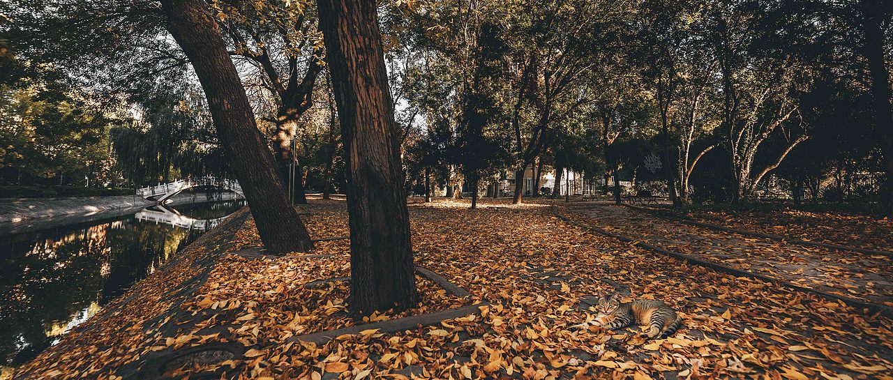 比秋色更美的是 当秋色遇上喵咪（图ZMzU1NzQ5OTQw） - 人文/纪实摄影 - 站酷设计师北武原创素材 - 站酷ZCOOL