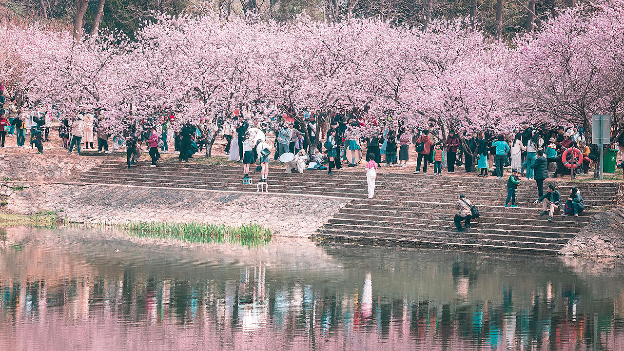植物园。樱花。早樱