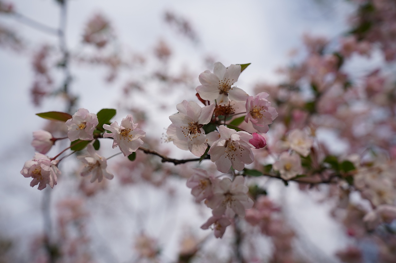 南京莫愁湖公园