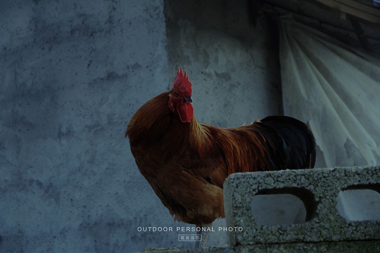 村里的风景,平淡却耐看