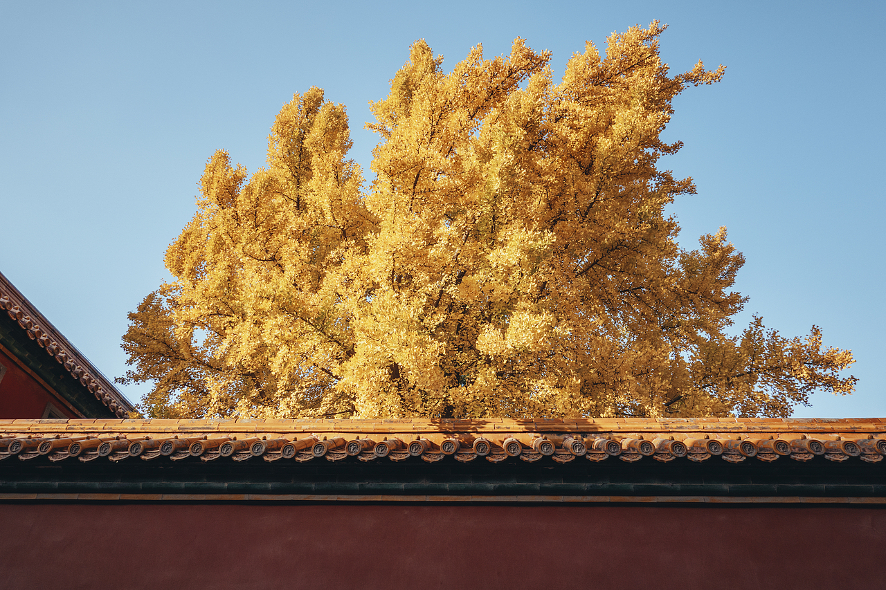 秋天北京故宮銀杏樹（圖ZMzI2OTY1MzAw） - 環(huán)境/建筑攝影 - 站酷設計師攝影師杜凱原創(chuàng)素材 - 站酷ZCOOL