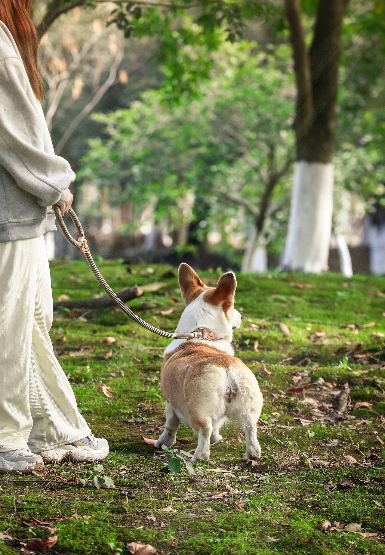 牵引（图ZMzI3NjYzMzM2） - 宠物摄影 - 站酷设计师云螭原创素材 - 站酷ZCOOL