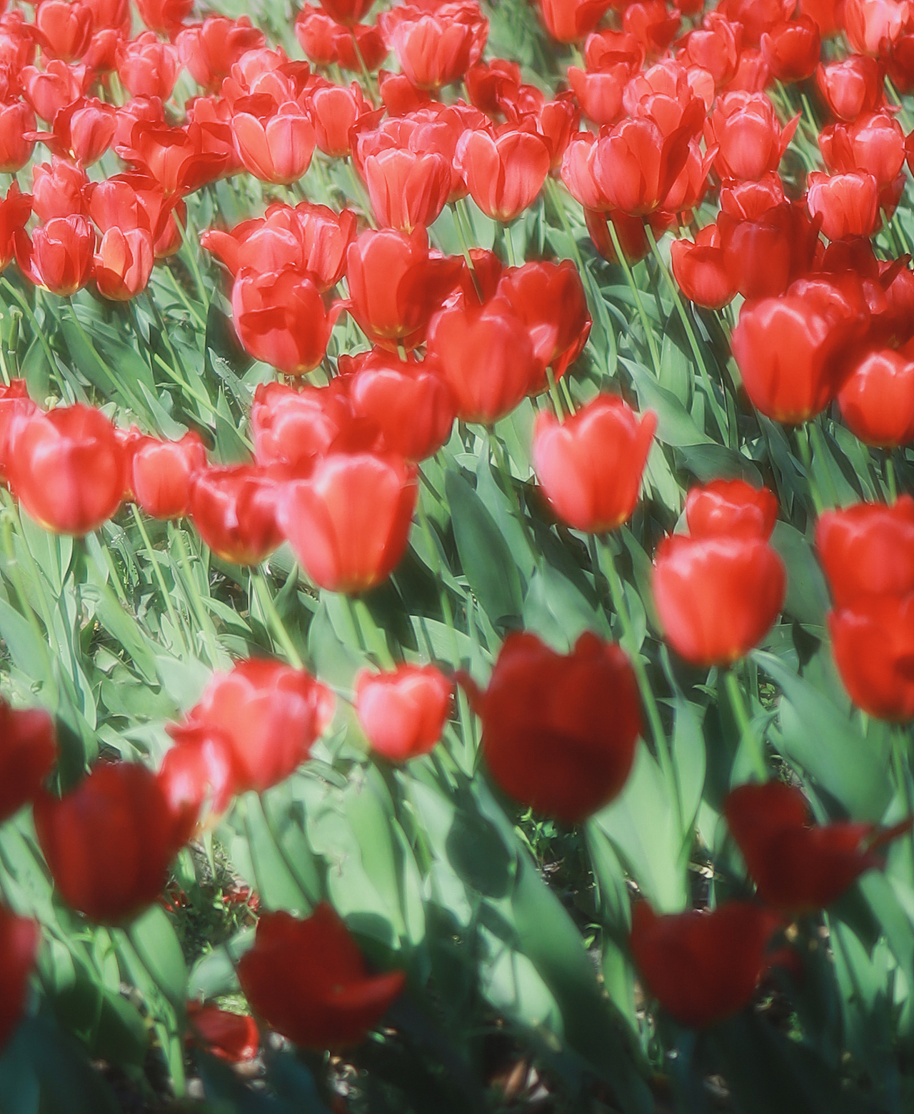 春日顶流-郁金香