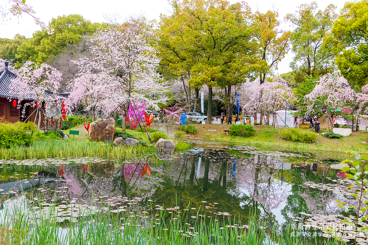 武汉东湖磨山樱花园姚青春2023年随拍照片1