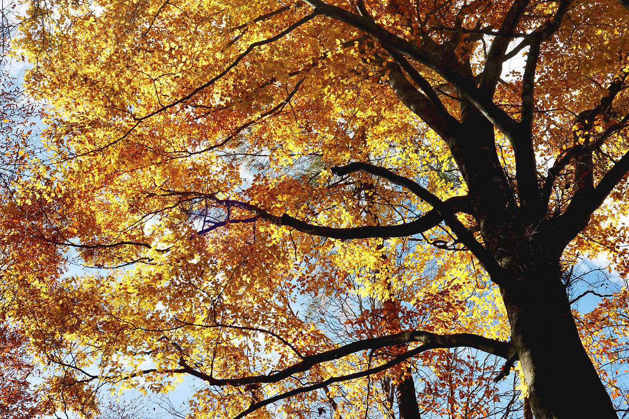 光雾山（图ZMzIxNDE3ODI4） - 风光摄影 - 站酷设计师mint123原创素材 - 站酷ZCOOL