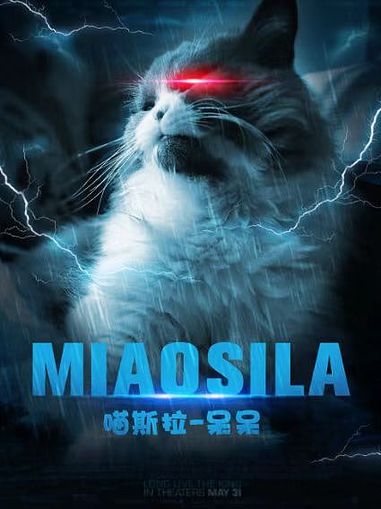 呆呆喵（图ZMzE1NDA1NDY0） - 宠物摄影 - 站酷设计师糊啦糊啦原创素材 - 站酷ZCOOL