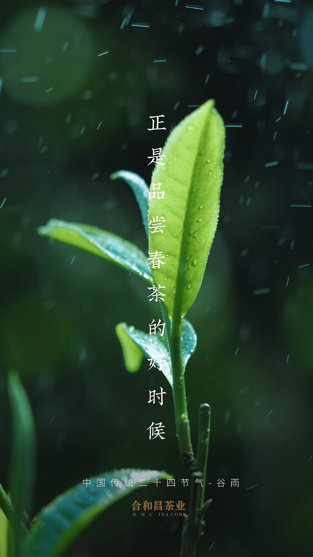 谷雨｜二十四节气-人在茶途（图ZMzAxOTg4MjA4） - 短片 - 站酷设计师摄影师大桂原创素材 - 站酷ZCOOL