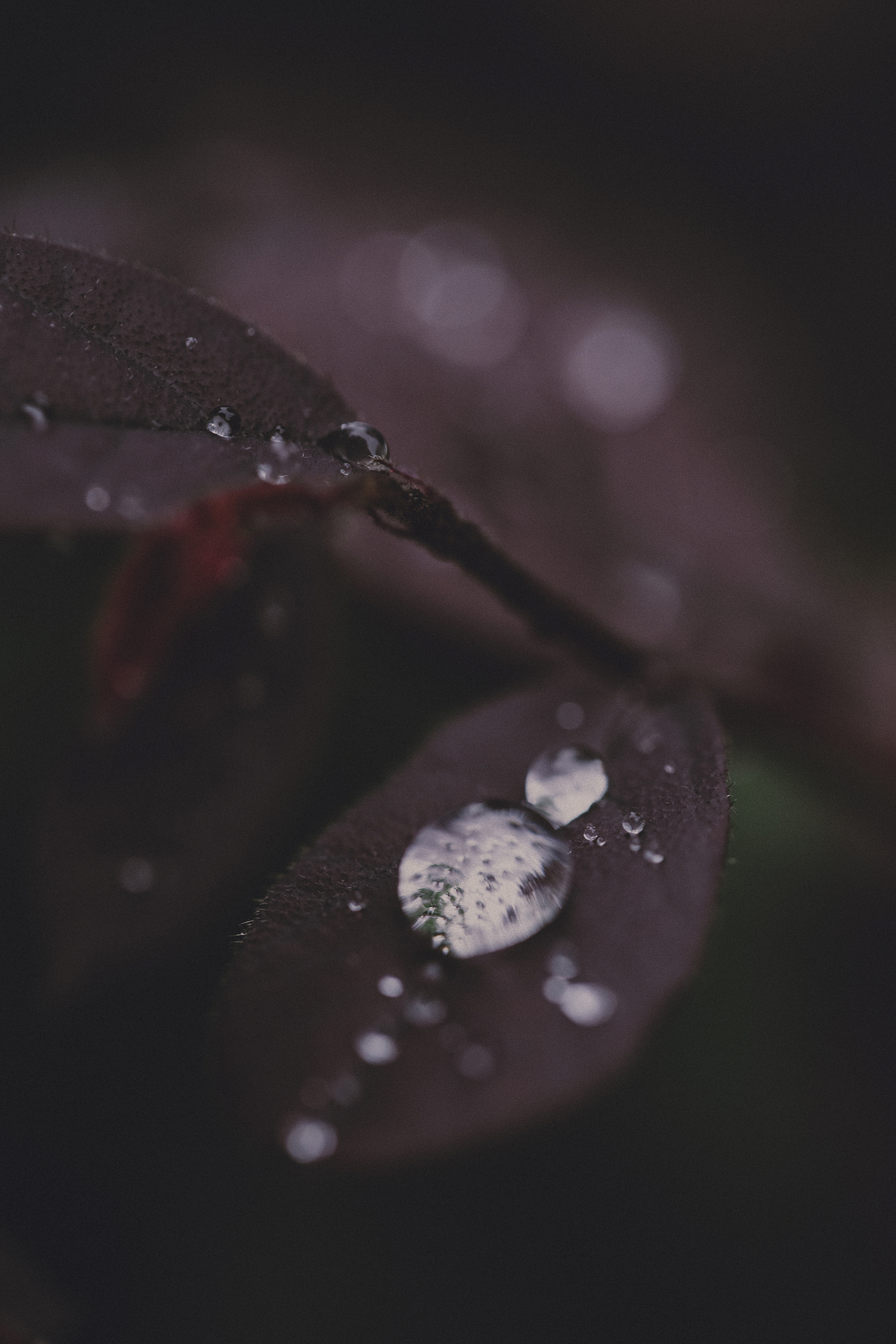 植物的夏天（图ZMzA5NDYwMTA0） - 风光摄影 - 站酷设计师贺班永合原创素材 - 站酷ZCOOL