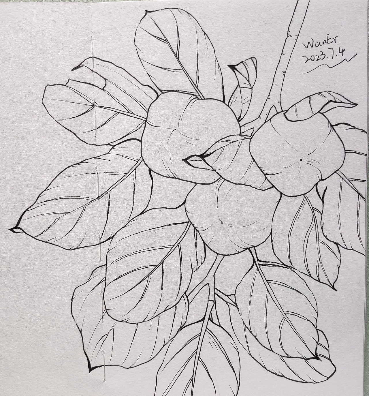 果子手绘线稿练习（图ZMzQ2MTE5Nzcy） - 创作习作 - 站酷设计师莞尔WanEr原创素材 - 站酷ZCOOL