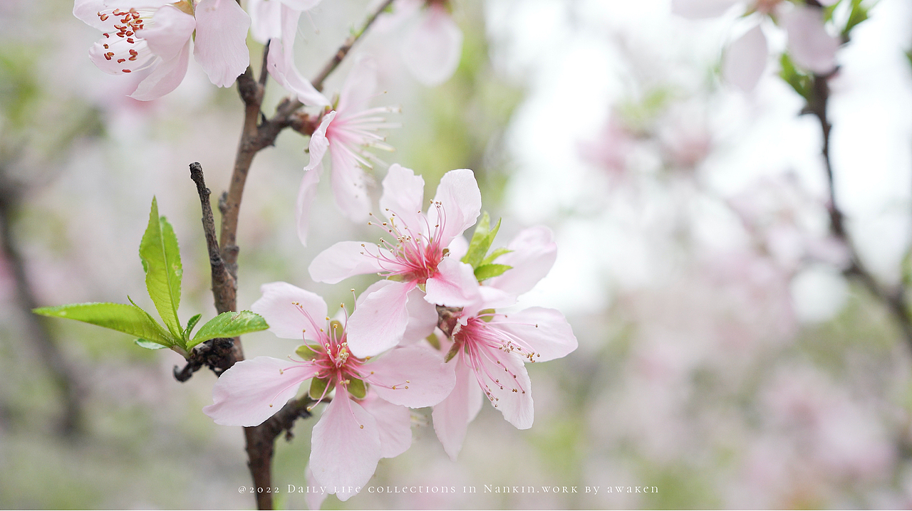 女生手中sony A7c能有多好用呢（图ZMzAyNTMxMzcy） - 人像摄影 - 站酷设计师原来是惊蛰啊原创素材 - 站酷ZCOOL