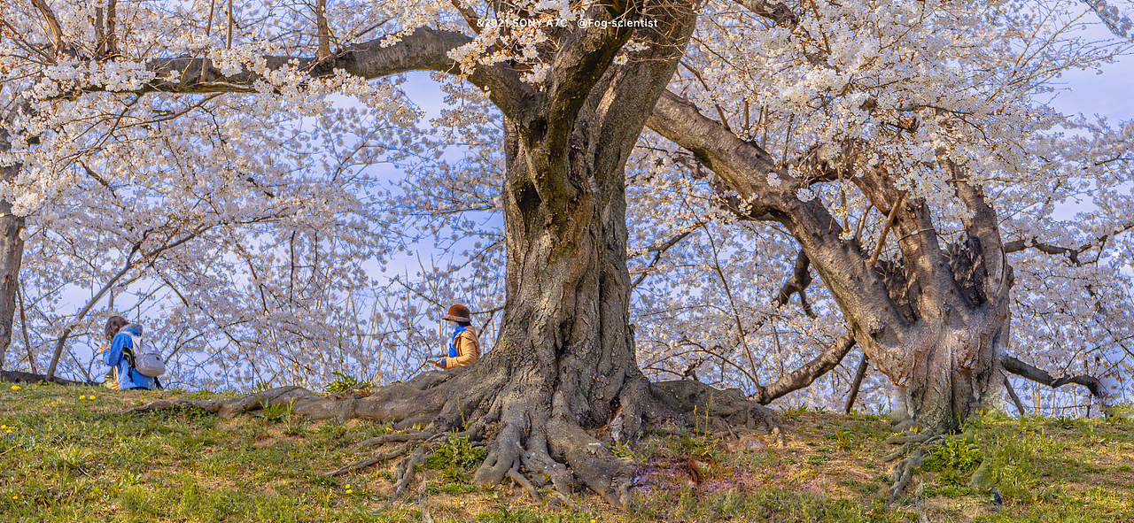 樱花坡 | Photo | 雾里学家 | 28 | #淀川河川公園#（图ZMzEyOTQyODg0） - 人文/纪实摄影 - 站酷设计师雾里学家scientis原创素材 - 站酷ZCOOL