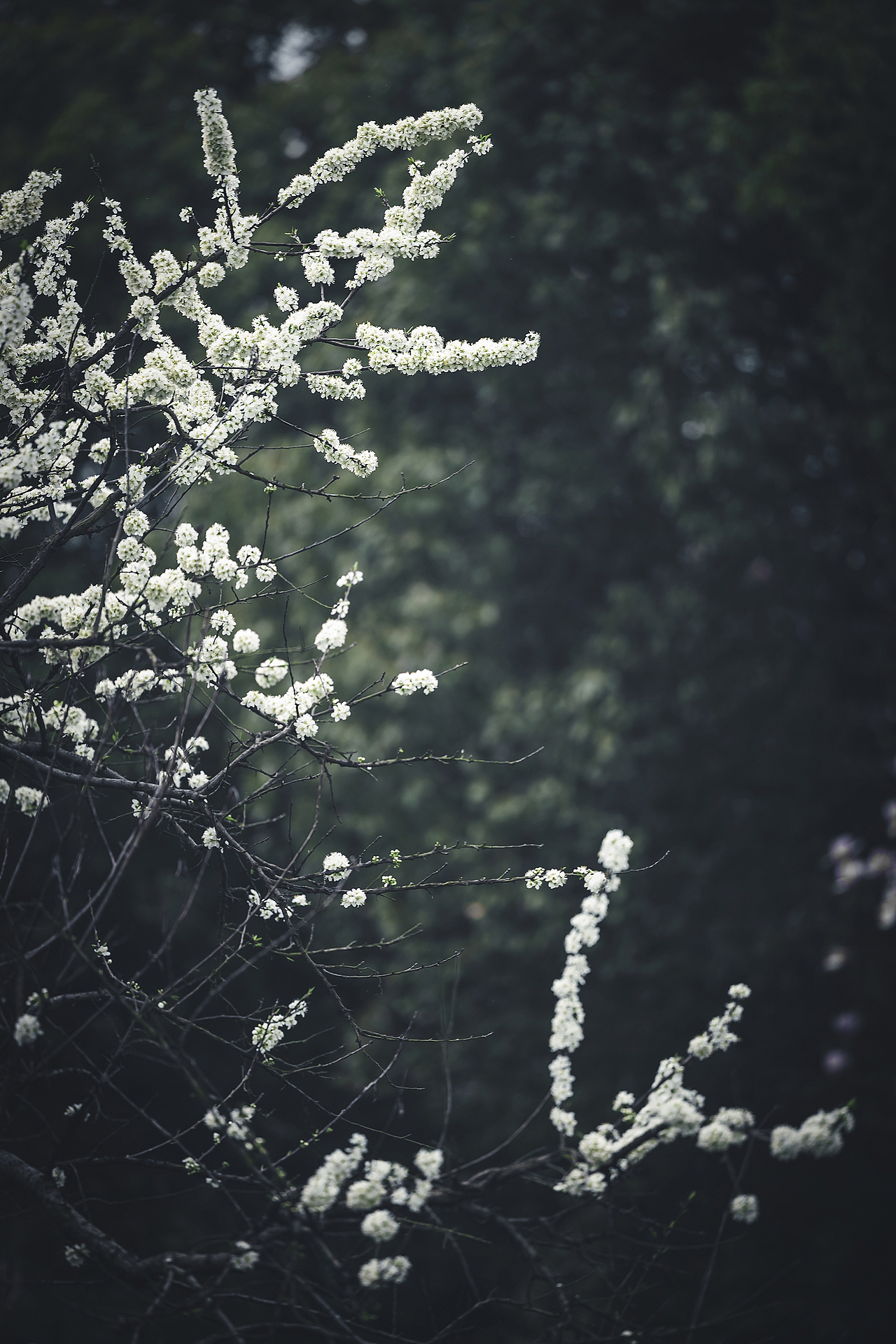 李花。枝缀霜葩白,无言笑晓风。