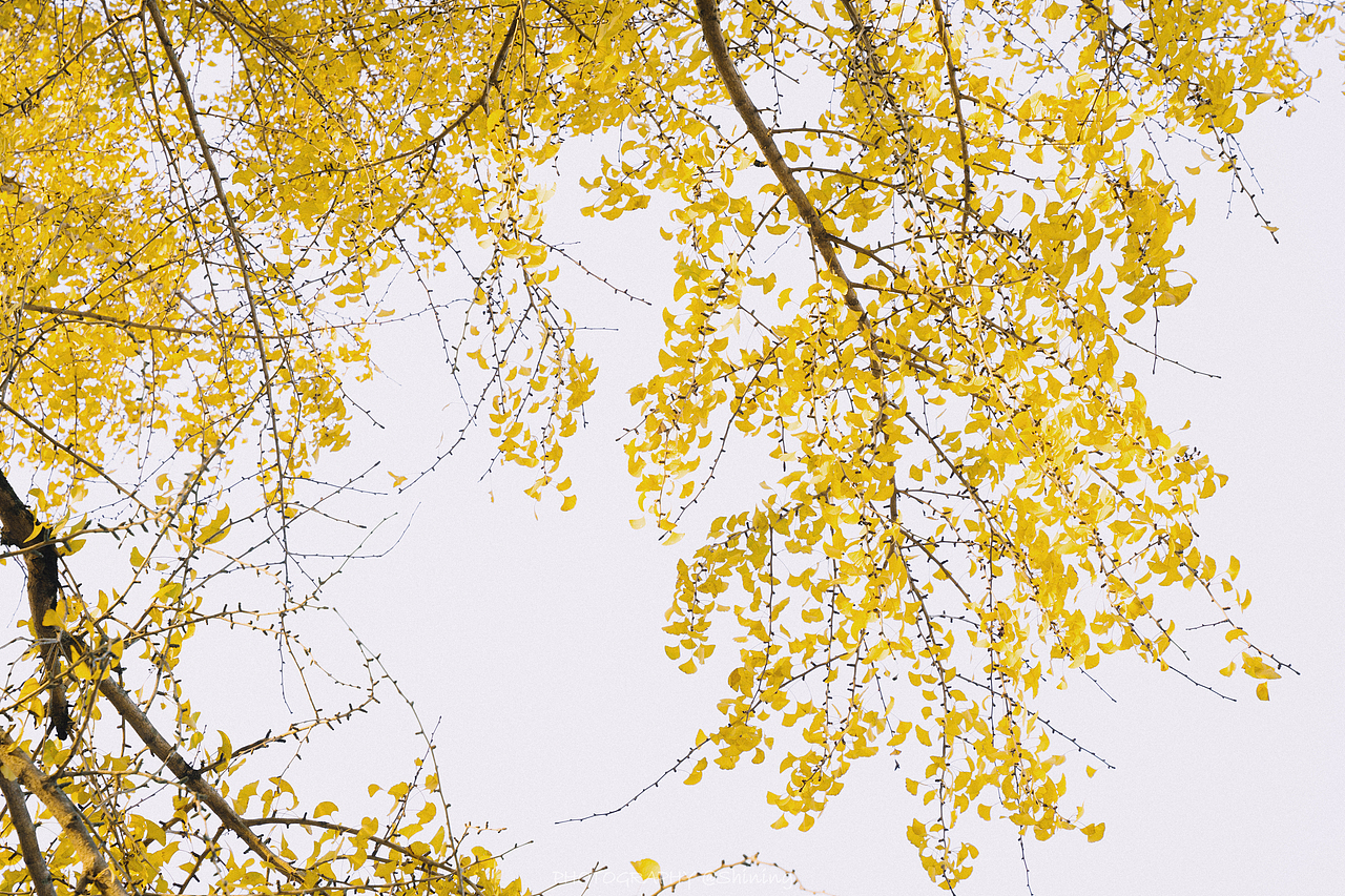 南雄银杏森林公园