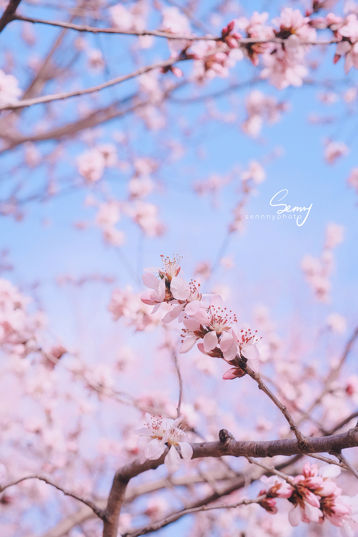 粉色调与桃花 | 桃花灼灼 粉色绵绵（图ZMzY4NjY1OTE2） - 风光摄影 - 站酷设计师爱好摄影的设计师原创素材 - 站酷ZCOOL