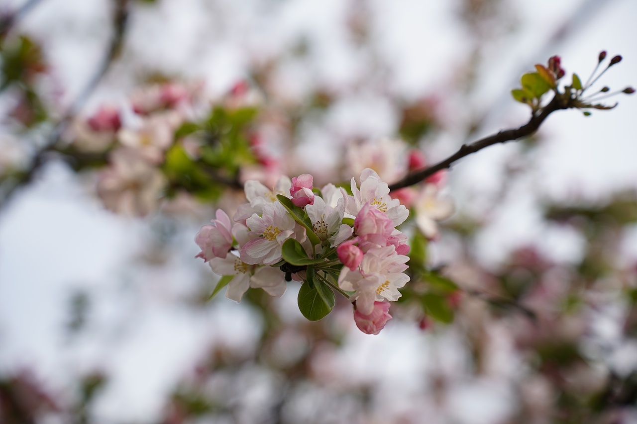 南京莫愁湖公园