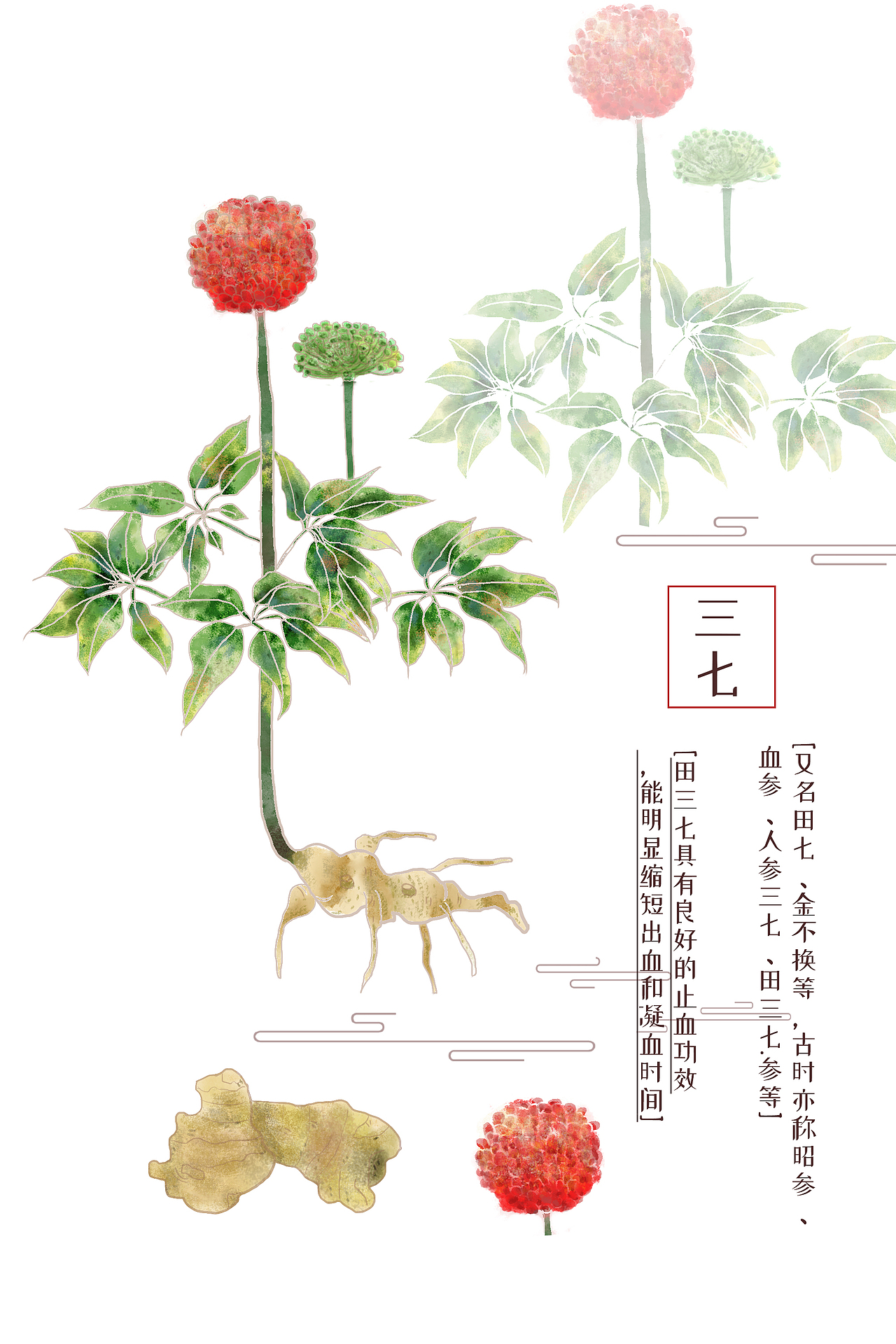 板绘水彩风 机理插画中草药插画-三七（图ZMzIwODY4NTI4） - 包装 - 站酷设计师雨田阿瑞原创素材 - 站酷ZCOOL
