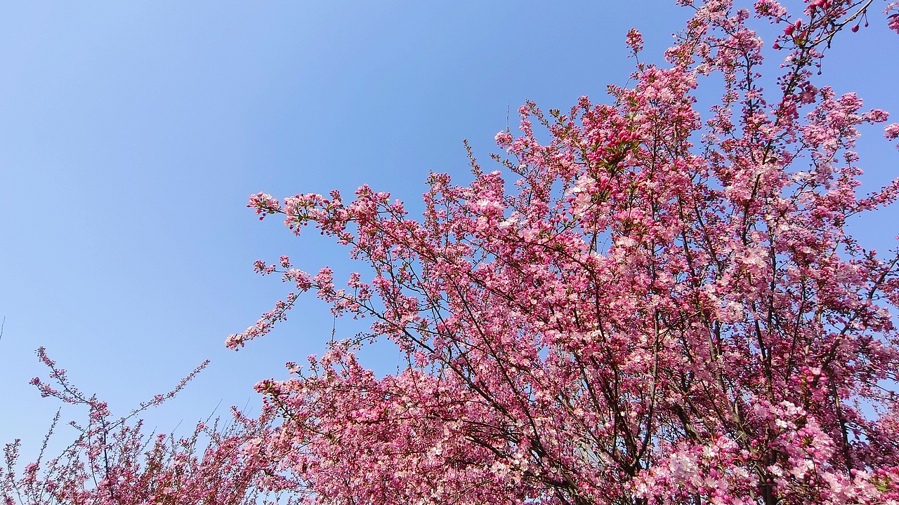 省耕公园--海棠花