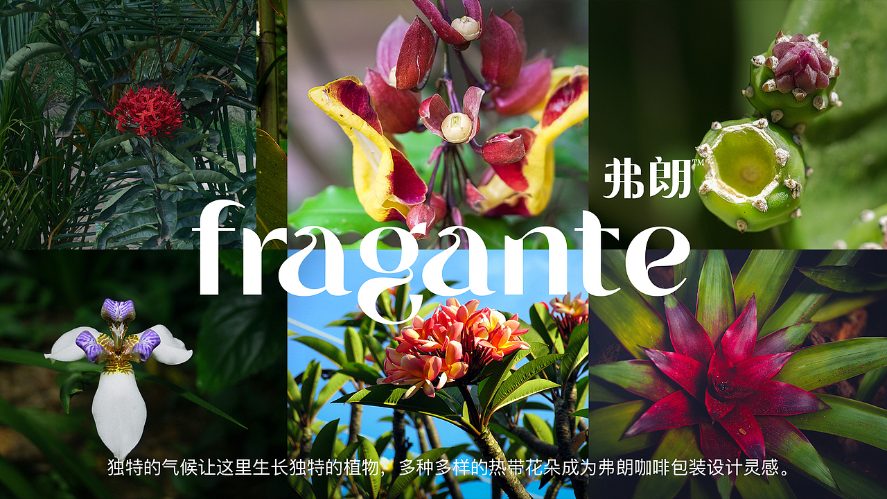 弗朗咖啡包装——中美洲热带雨林咖啡包装