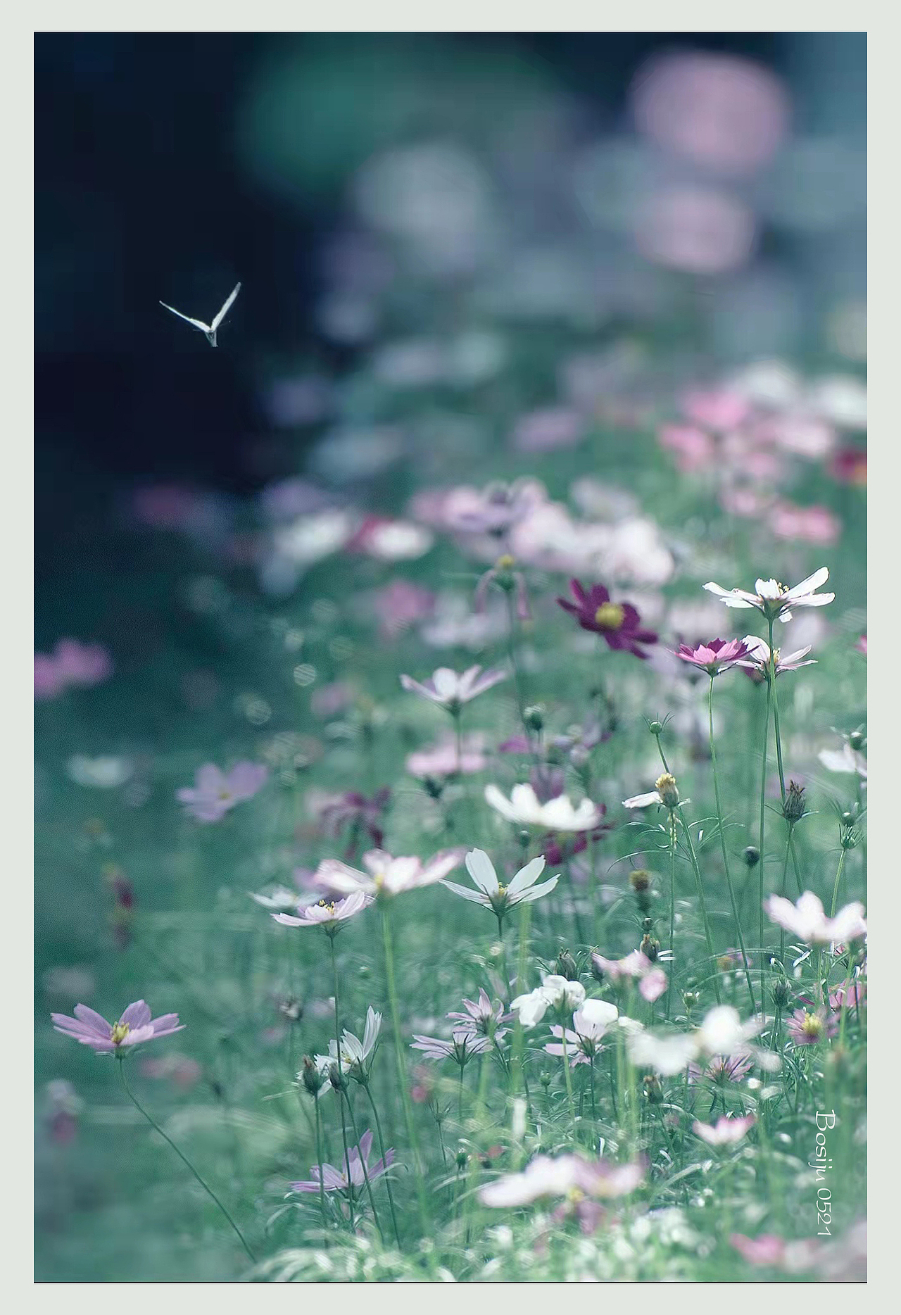 【朝花夕拾】波斯菊