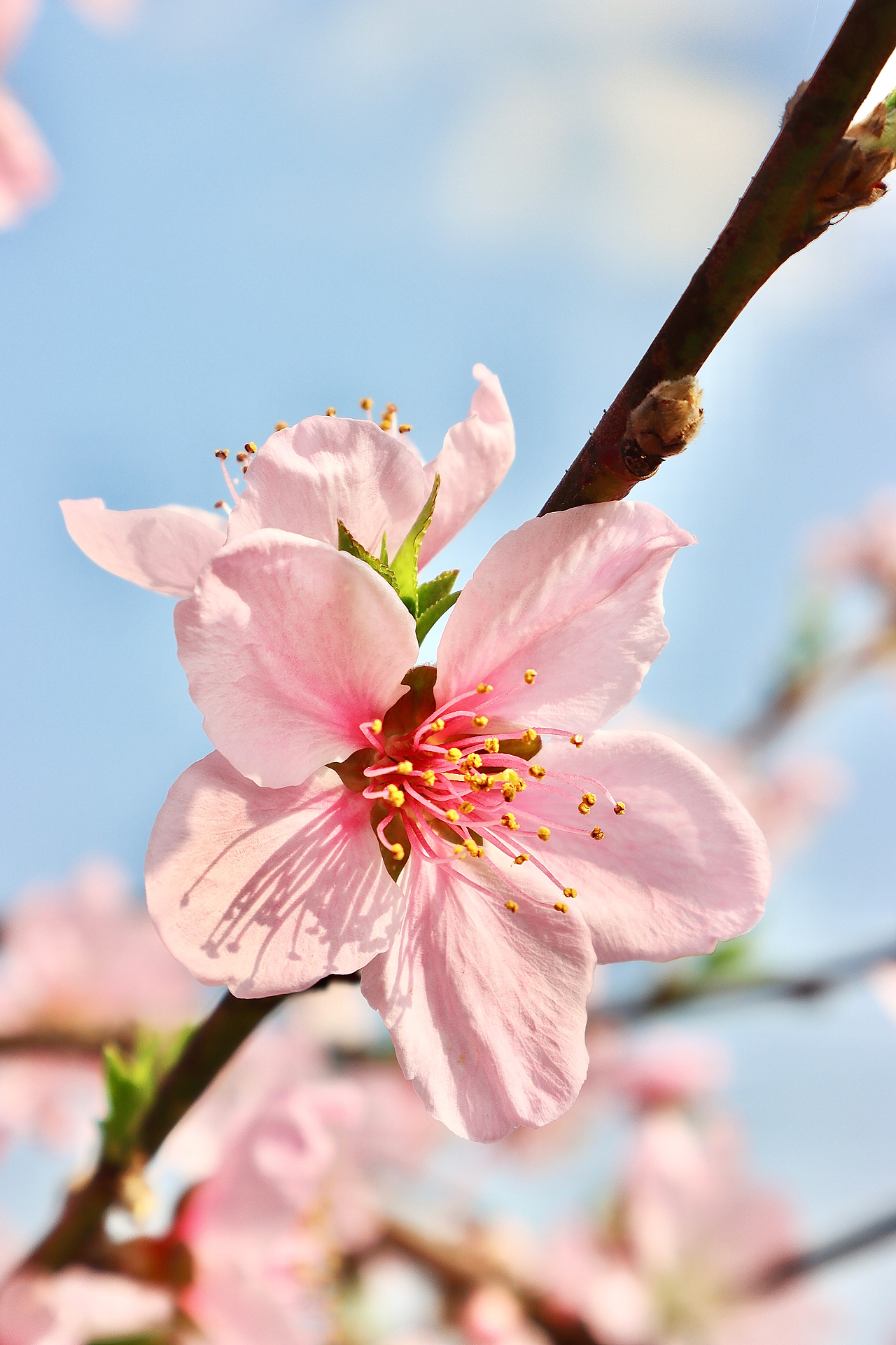 春色桃花（图ZMjk5MDc2NDQw） - 风光摄影 - 站酷设计师mint123原创素材 - 站酷ZCOOL