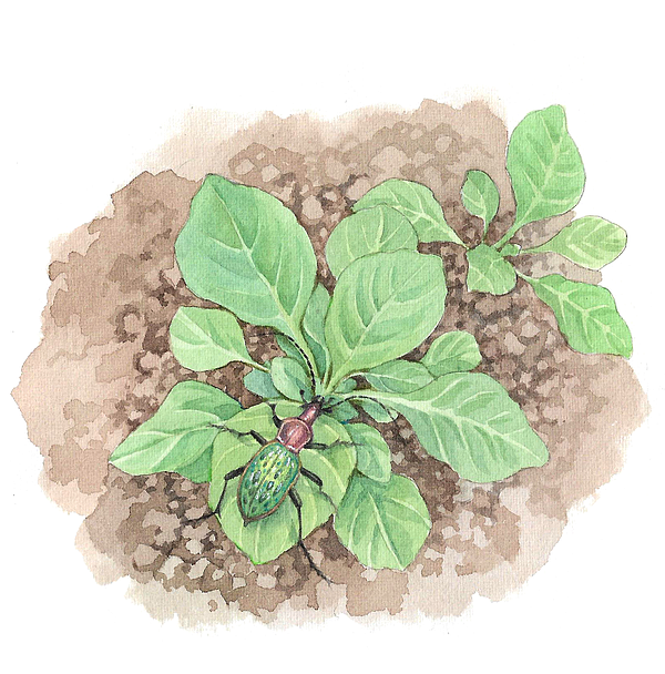 动植物水彩插图 （已出版）（图ZMzQ0MjIwODcy） - 儿童插画 - 站酷设计师影可洛夫斯基原创素材 - 站酷ZCOOL