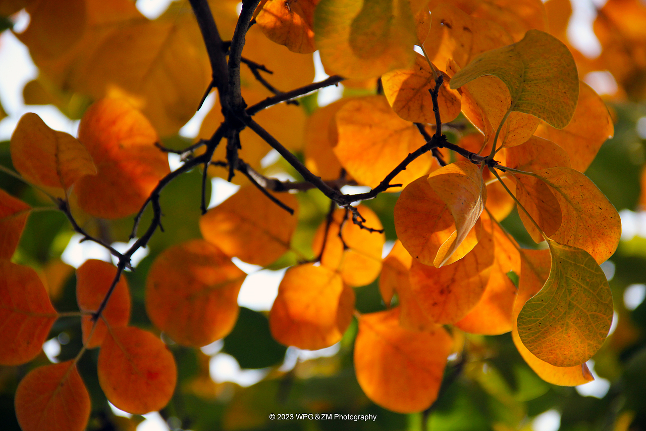 《 秋意深浓 》