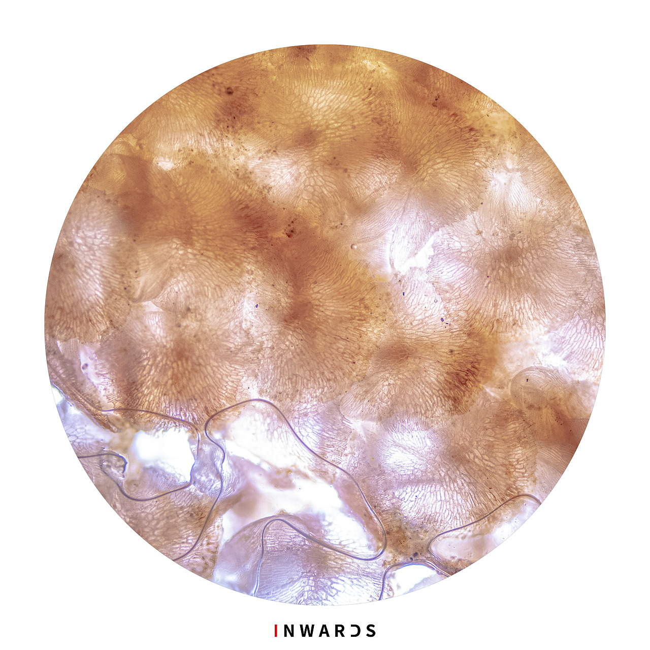 🦠（图ZMzAxOTEzMDAw） - 其他摄影 - 站酷设计师侯伯Sur原创素材 - 站酷ZCOOL