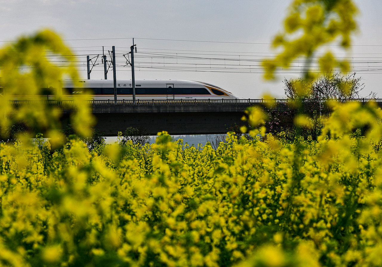 穿梭在油菜花中的高铁