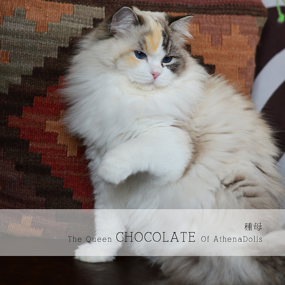 这张照片，色彩满分（图ZMjk4NTMxNjc2） - 宠物摄影 - 站酷设计师ATHENADOLLS原创素材 - 站酷ZCOOL