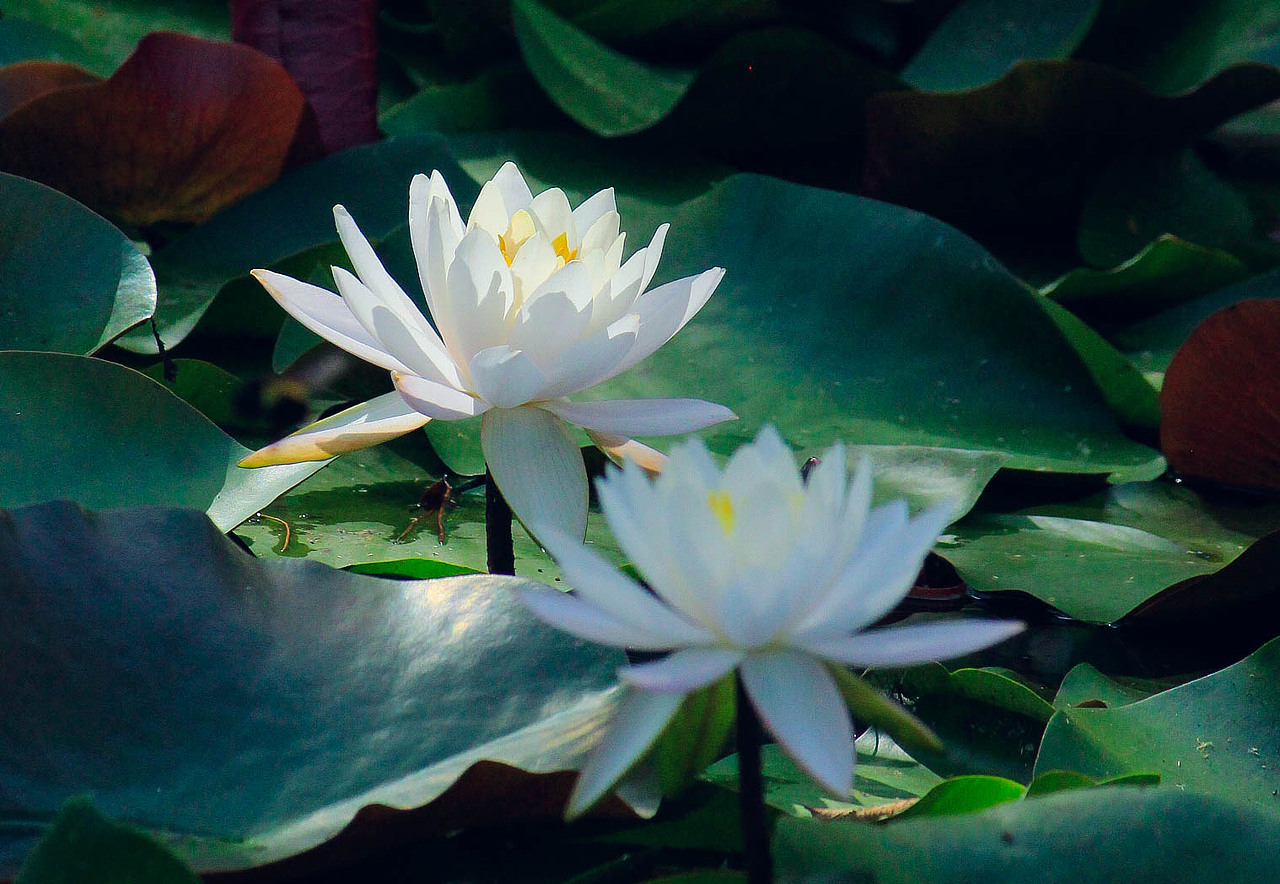 白莲（横图版）（图ZMzE0Nzg4NTY0） - 风光摄影 - 站酷设计师杪鹤原创素材 - 站酷ZCOOL