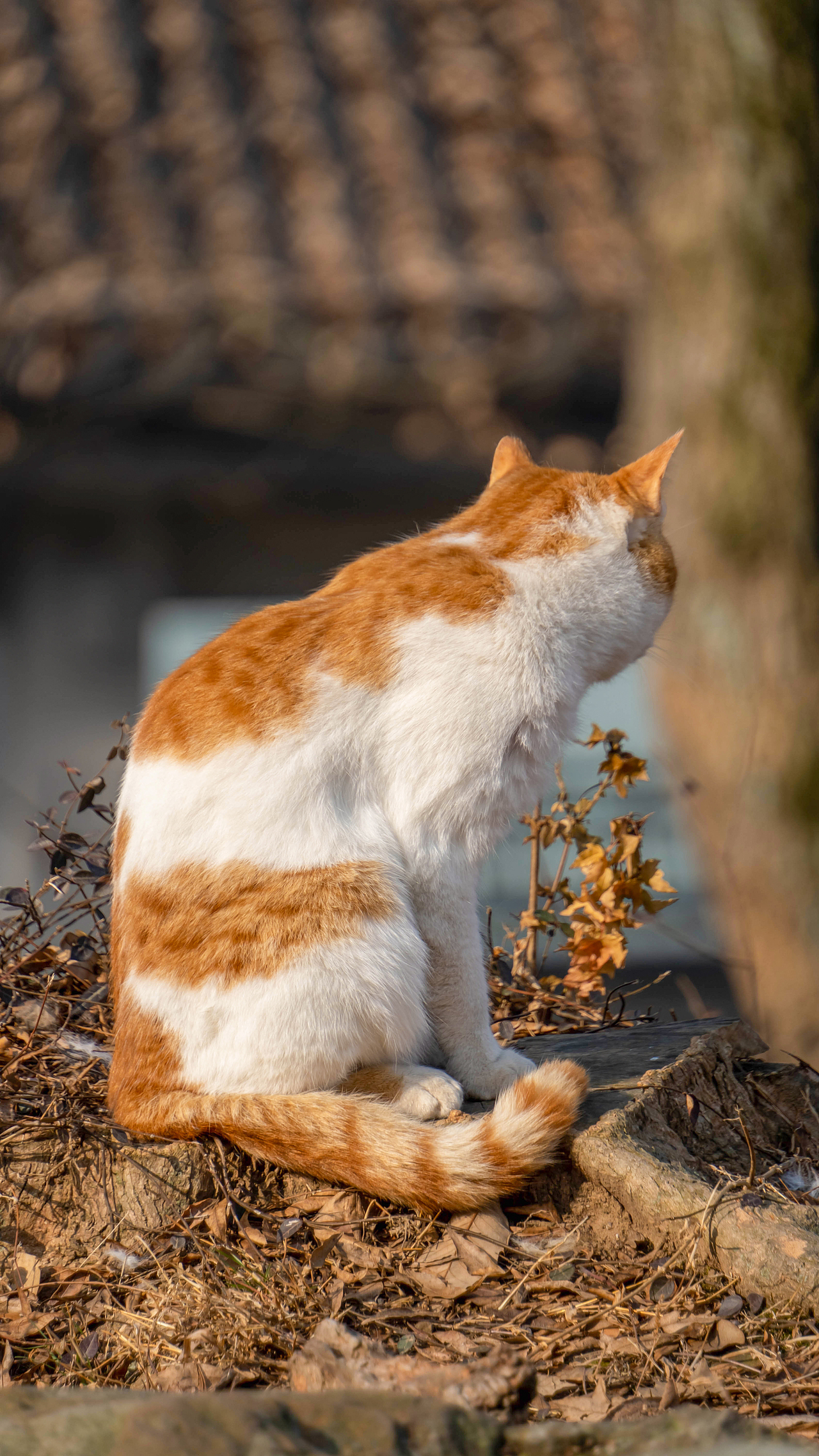 鼋头渚的流浪猫