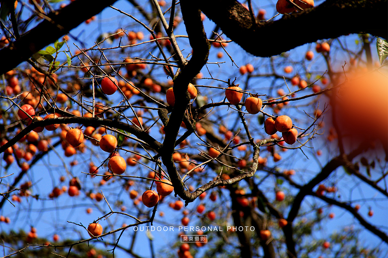 从化桂峰村的柿子“熟了”（图ZMzU0ODAzNDky） - 人文/纪实摄影 - 站酷设计师莫莫摄影原创素材 - 站酷ZCOOL