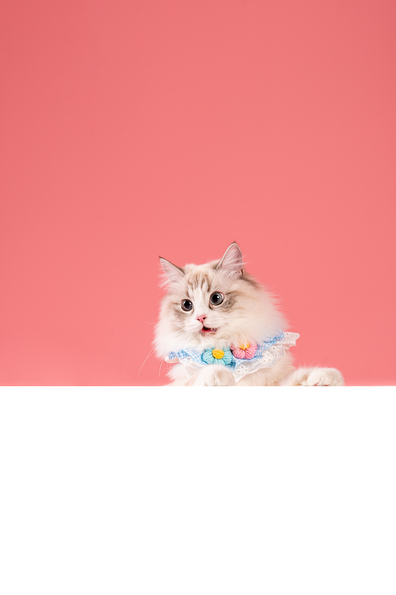 宠物摄影-粉粉嫩嫩的布偶（图ZMzE4MjU0OTIw） - 宠物摄影 - 站酷设计师黑色的不倒翁原创素材 - 站酷ZCOOL