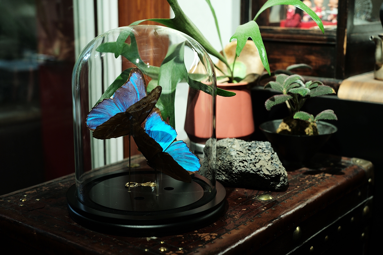 设计师的虫虫工作室(爬宠、昆虫)