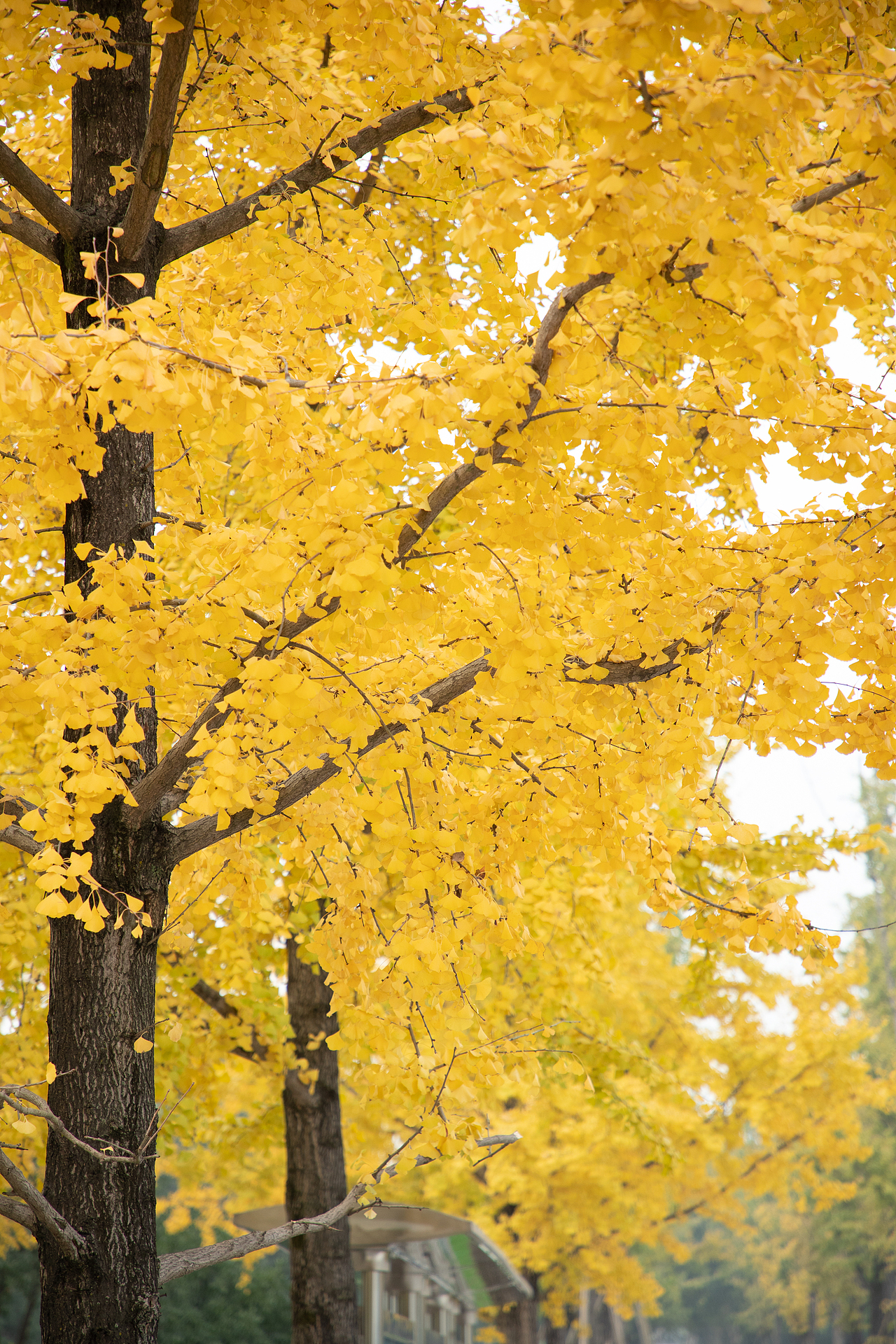 银杏秋叶（图ZMzEwMzM0NzUy） - 风光摄影 - 站酷设计师摄影师Tender原创素材 - 站酷ZCOOL