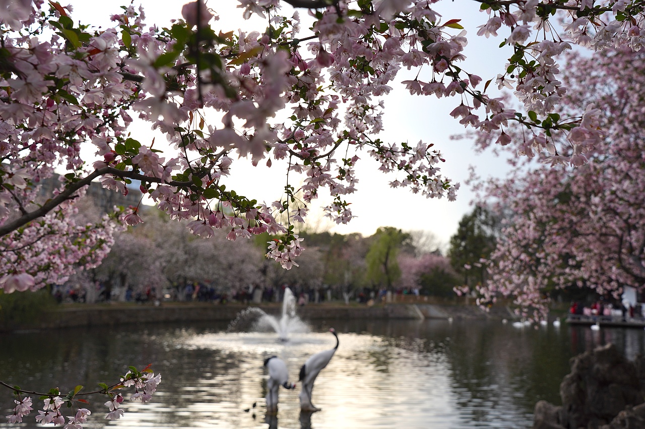 南京莫愁湖公园