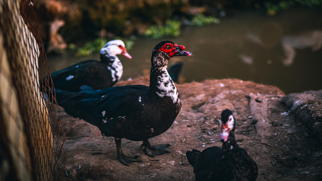 《万物有灵》（图ZMzA2MDgxMzg4） - 人文/纪实摄影 - 站酷设计师摄影师斯伟原创素材 - 站酷ZCOOL