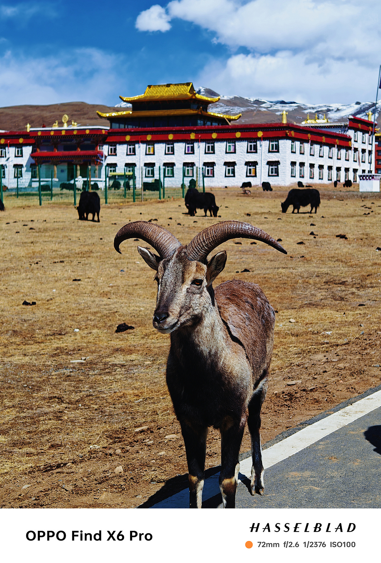 天堂也不过川西模样 / 遇见川西 一朝相识 魂牵梦绕