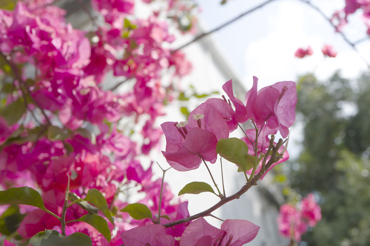 鲜花,渲染了整个春天