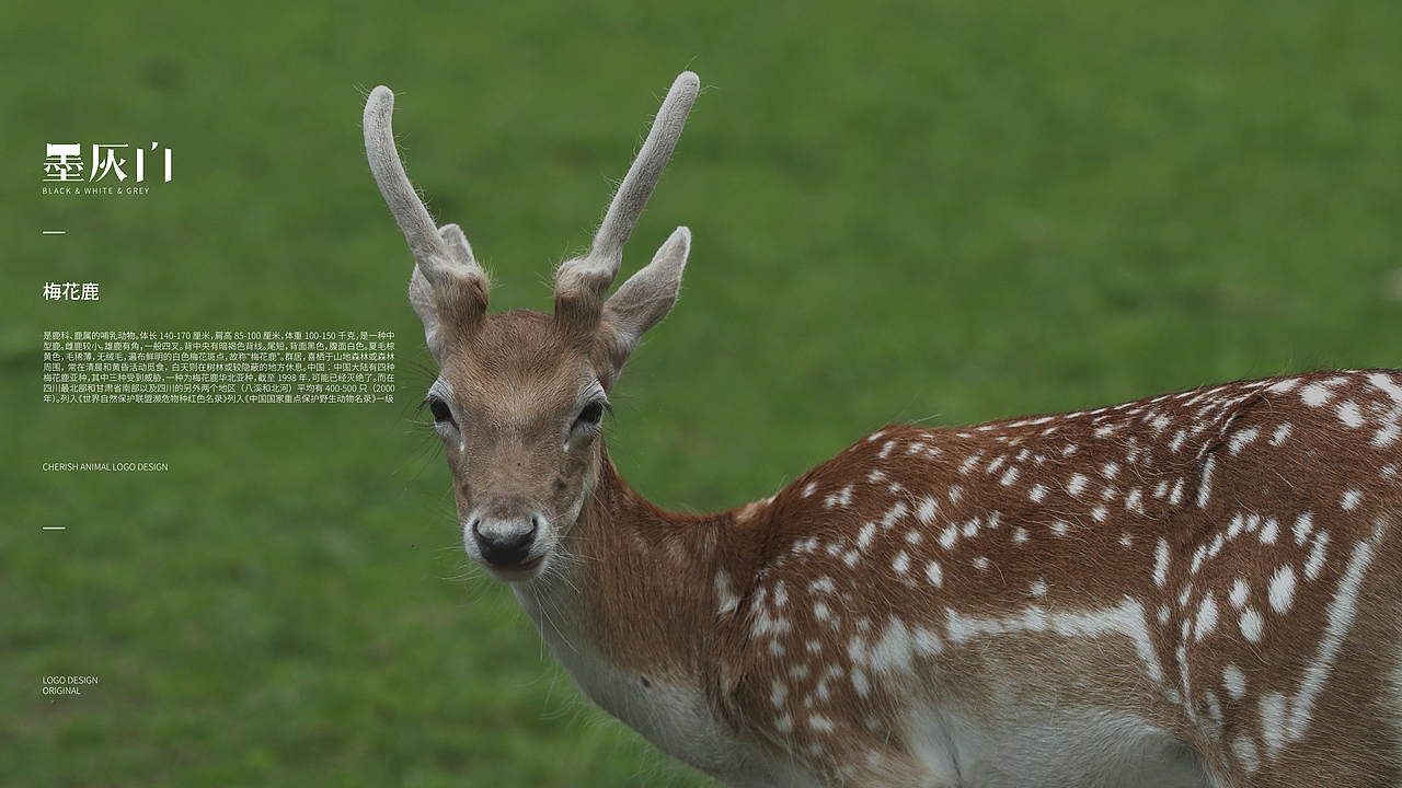趣味LOGO Design | 100个珍稀动物计划 | 第壹期