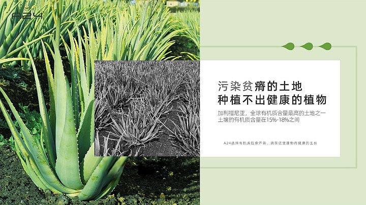 芦荟详情页ppt设计