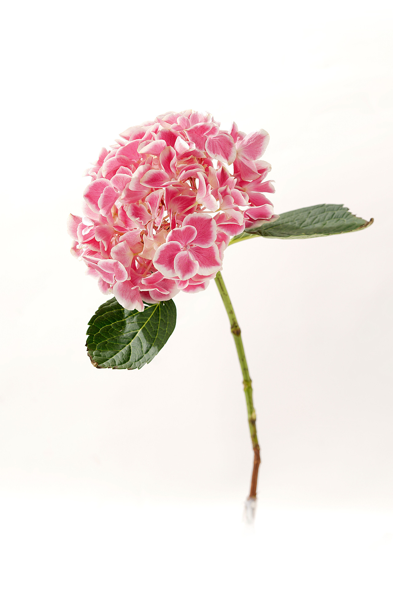 花之素材拍摄素材（图ZMzY2OTE3NDYw） - 产品摄影 - 站酷设计师乱发艺术家原创素材 - 站酷ZCOOL