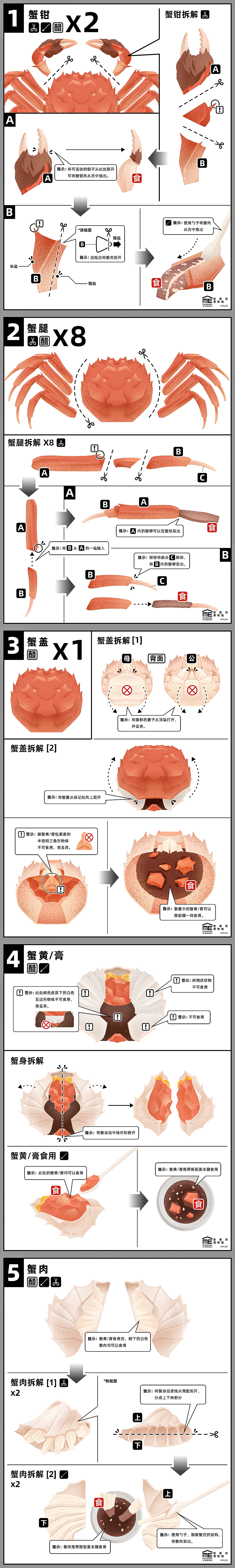 食蟹图鉴｜Chinese Mitten Crab Serving Guide（图ZMzEzNzI1OTg0） - 商业插画 - 站酷设计师夏木叶子原创素材 - 站酷ZCOOL