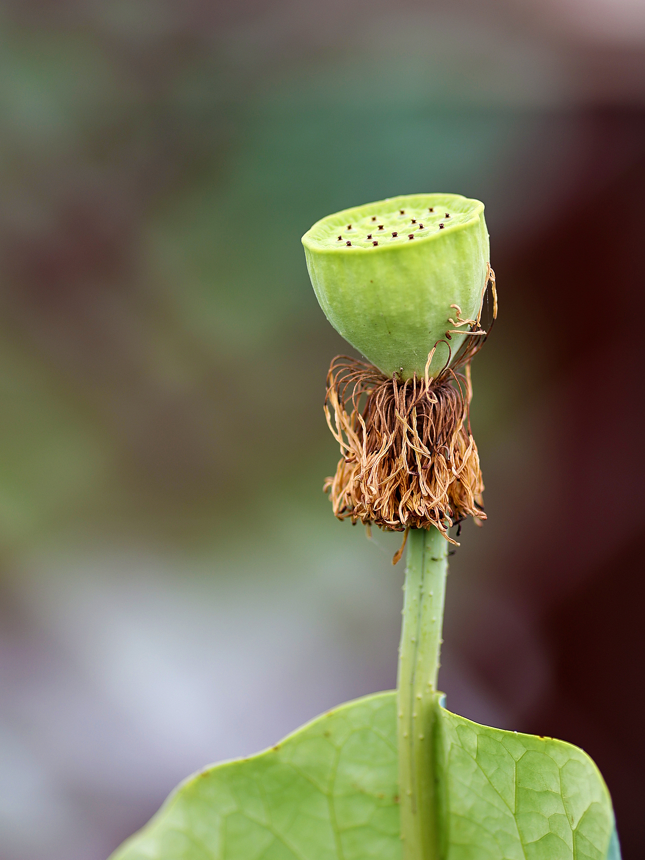 [游玩] 夏日觉醒：新津千亩荷塘（图ZMzI1ODYzMzcy） - 宠物摄影 - 站酷设计师摄影师_罗少原创素材 - 站酷ZCOOL