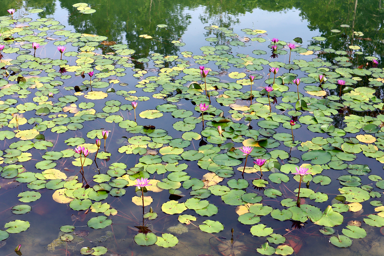 荷花（图ZMzIxNDE3MTky） - 风光摄影 - 站酷设计师mint123原创素材 - 站酷ZCOOL